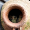 Vogel broedpot