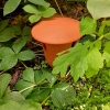 Slakken pot